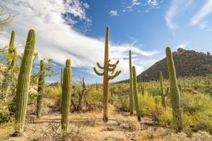 Saguaro National Park, Tucson, Arizona, USA