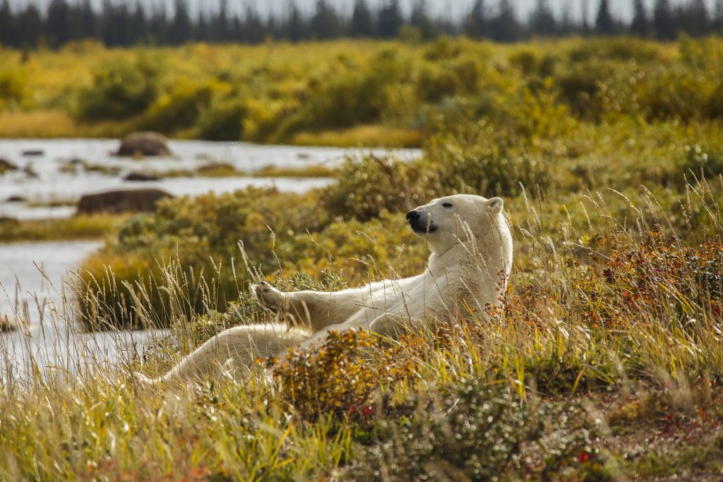 Relaxen während den Sommermonaten ©Andre Erlich & Churchill Wild
