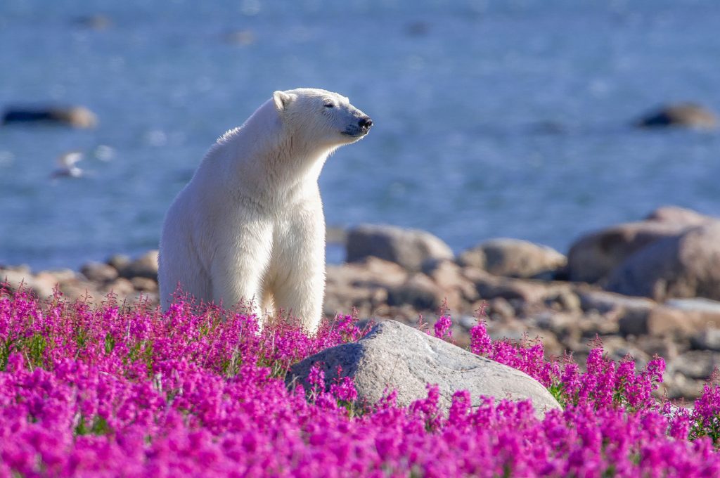 Sommermomente an der Hudson Bay ©Dennis Fast & Churchill Wild