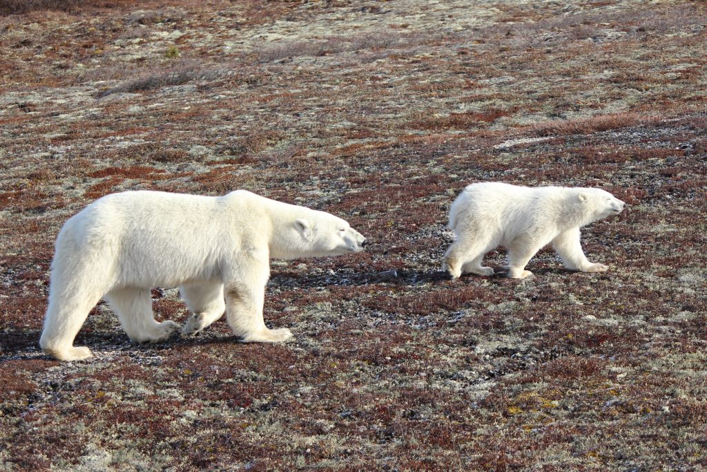Eisbären auf Wanderschaft ©Denkzauber