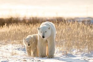 Eisbären, Manitoba, Kanada