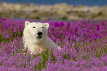 Sommermomente an der Hudson Bay ©Dennis Fast & Churchill Wild