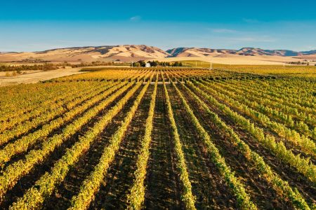 Les Collines Vineyard in Walla Walla