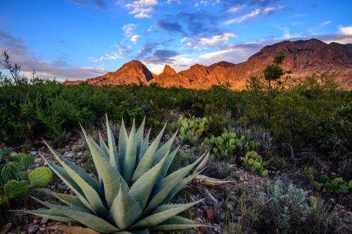 Agave Kaktus im Big Bend Nationalpark