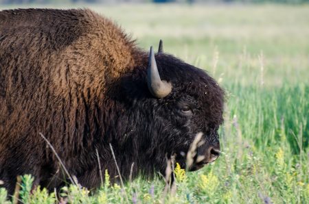 Bison im Riding Mountain Nationalpark
