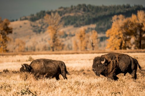 Bisons im Yellowstone Nationalpark