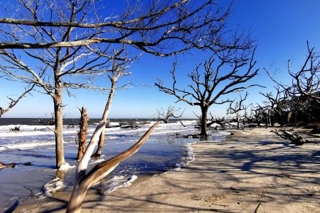 Driftwood Beach (Jekyll Island), Georgia