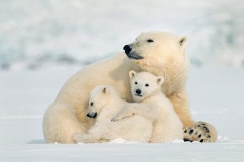 Eisbären an der Hudson Bay in Churchill, Manitoba