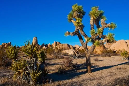 Joshua Tree