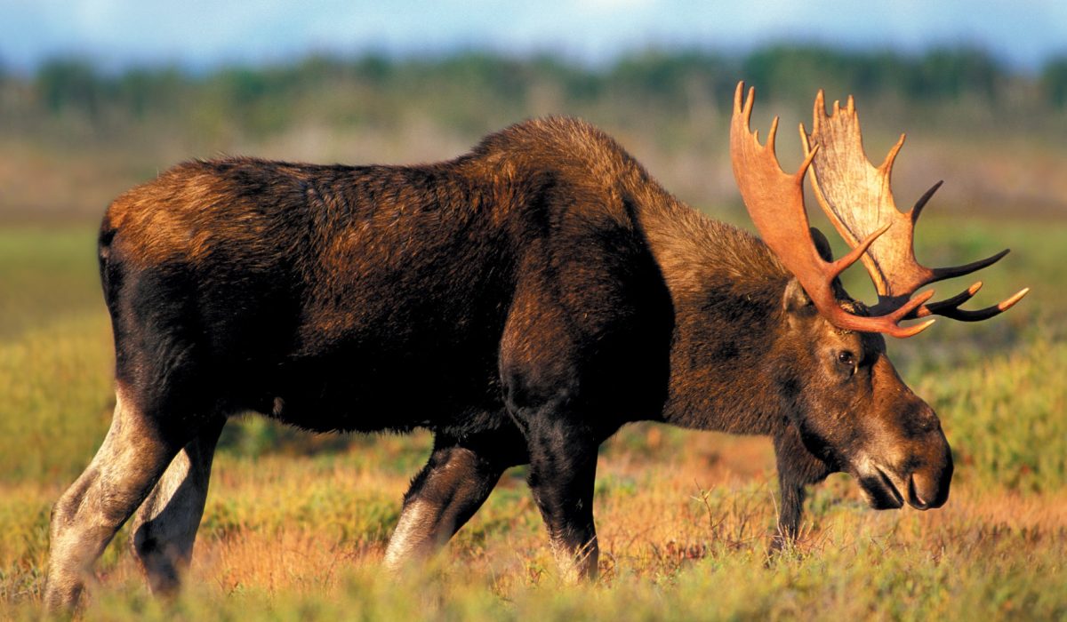 Moose, Neufundland & Labrador