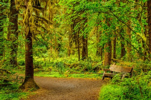Hoh Rain Forest im Olympic Nationalpark