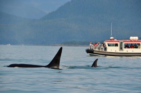 Orcas Whalewatching