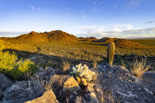 Panorama View über den Saguaro Nationalpark