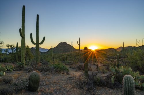 Dämmerung im Saguaro Nationalpark