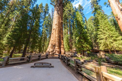Der grösste Baum der Welt: "General Sherman Tree" im Sequoia Nationalpark