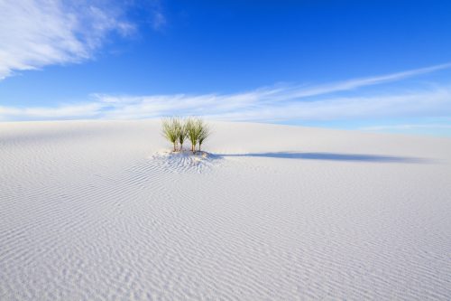 Yucca-Palme im White Sands Nationalpark