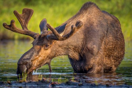 Wildlife im Algonquin Provincial Park