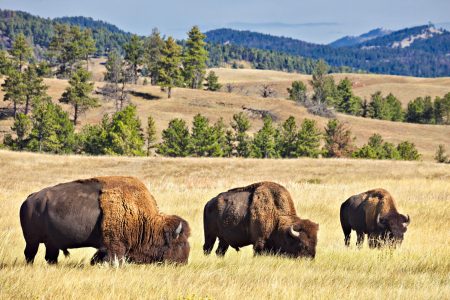 Bisons in der Prärie der Dakotas
